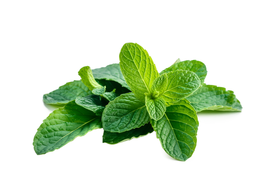Fresh Green Mint Leaves on Transparent Background