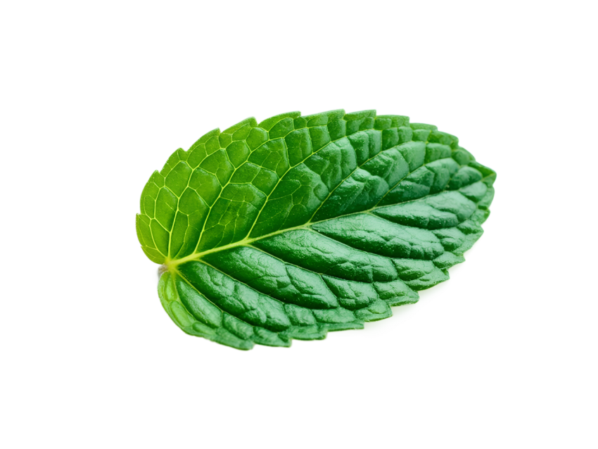 Fresh Green Mint Leaf on Transparent Background