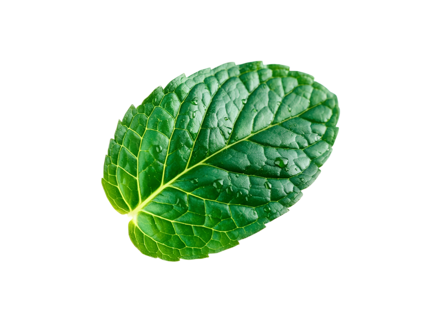 Fresh Green Mint Leaf Png