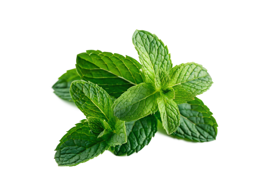 Fresh Green Mint Leaves Png