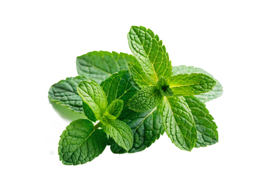 Green Mint Leaves Png