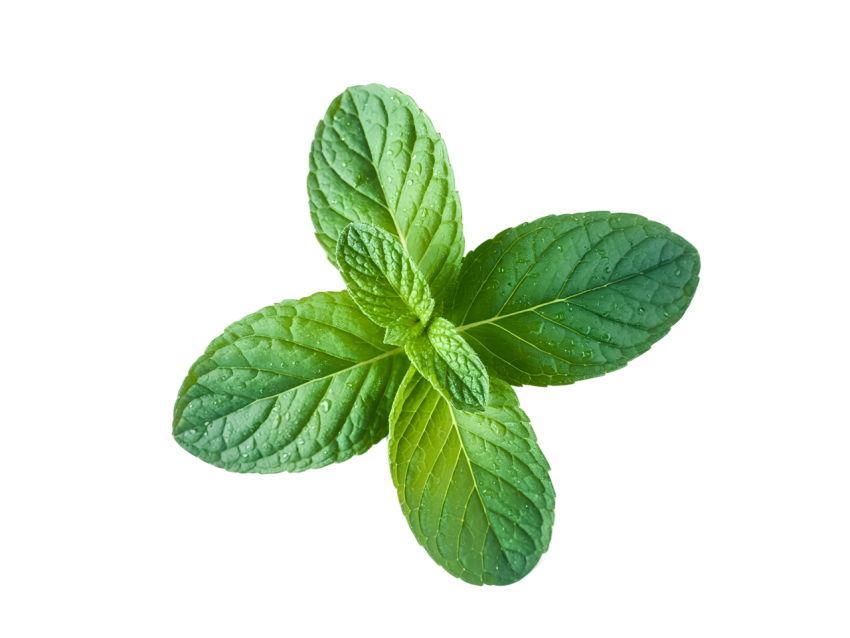 Fresh Green Mint Leaves Png