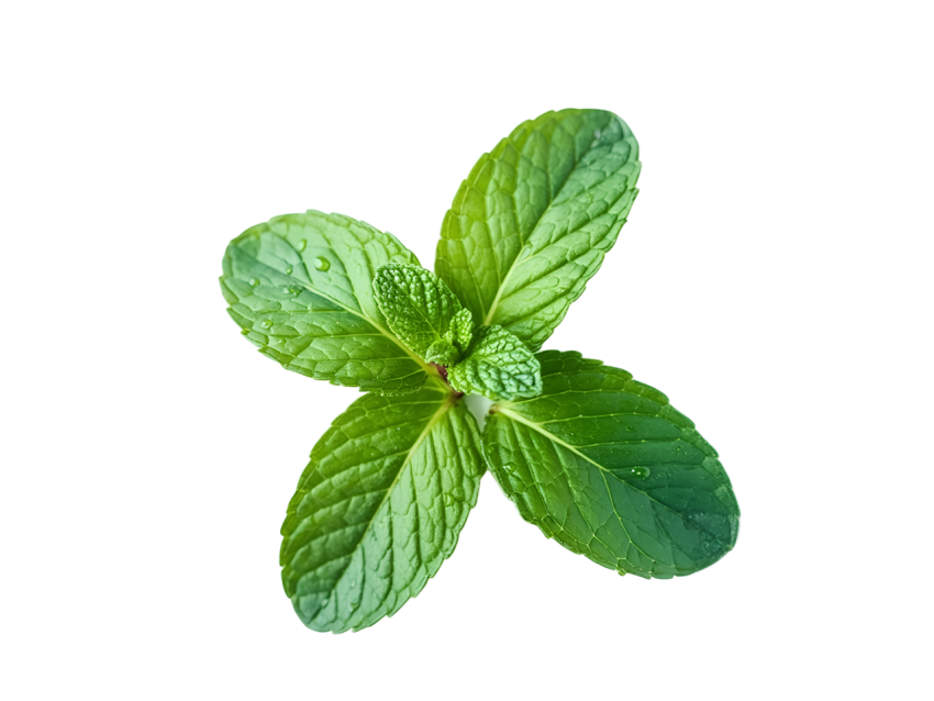 Fresh Green Mint Leaves on Transparent Background