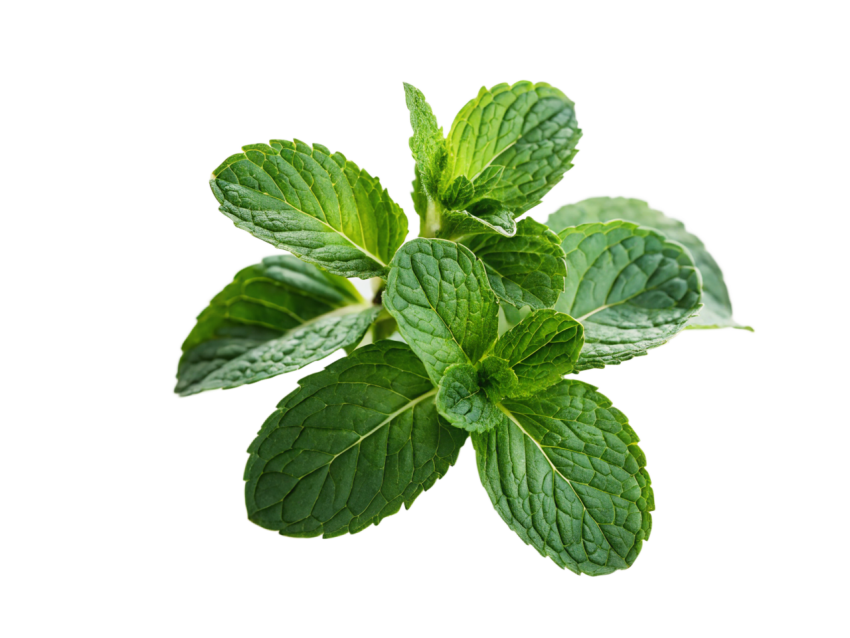 Fresh Green Mint Leaves on Transparent Background