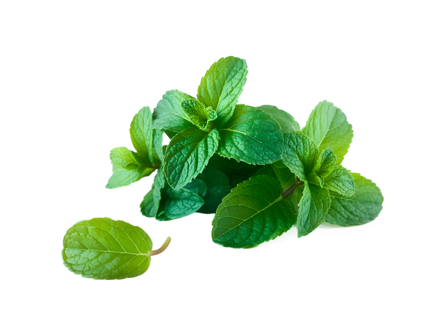 Fresh Green Mint Leaves on Transparent Background