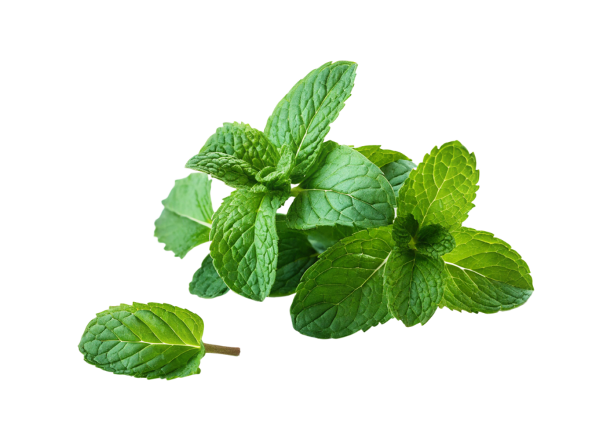 Fresh Green Mint Leaves Transparent