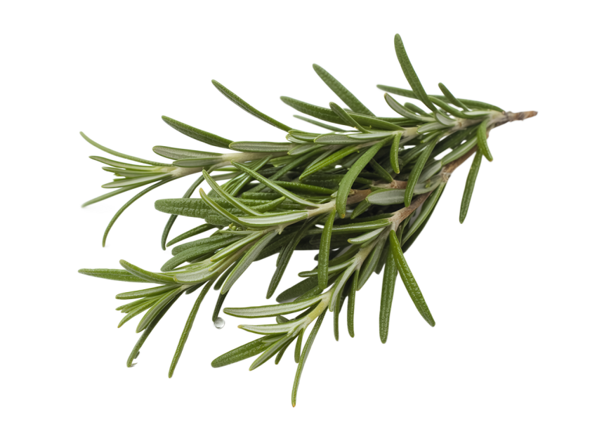 Fresh Rosemary Sprigs on Transparent Background