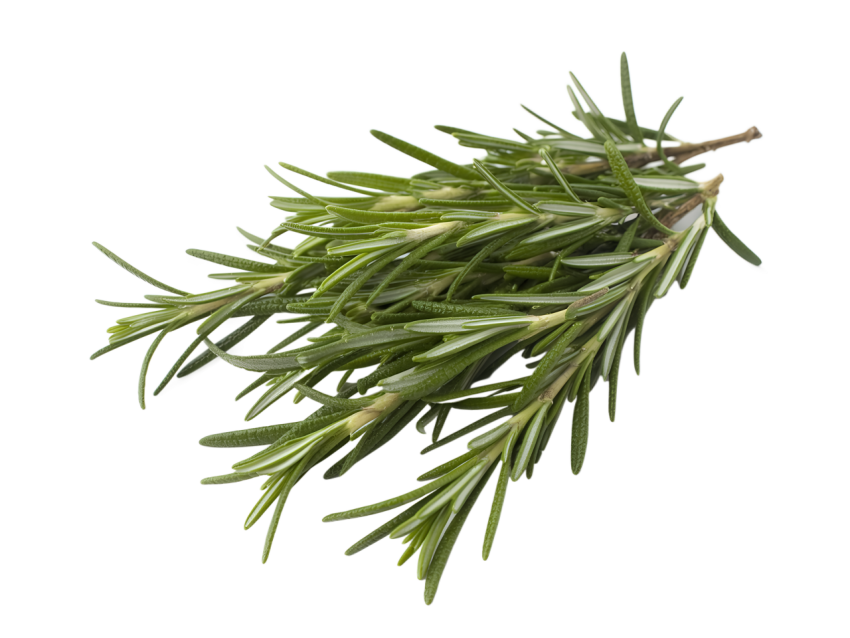 Fresh Rosemary Sprigs Isolated on Transparent Background