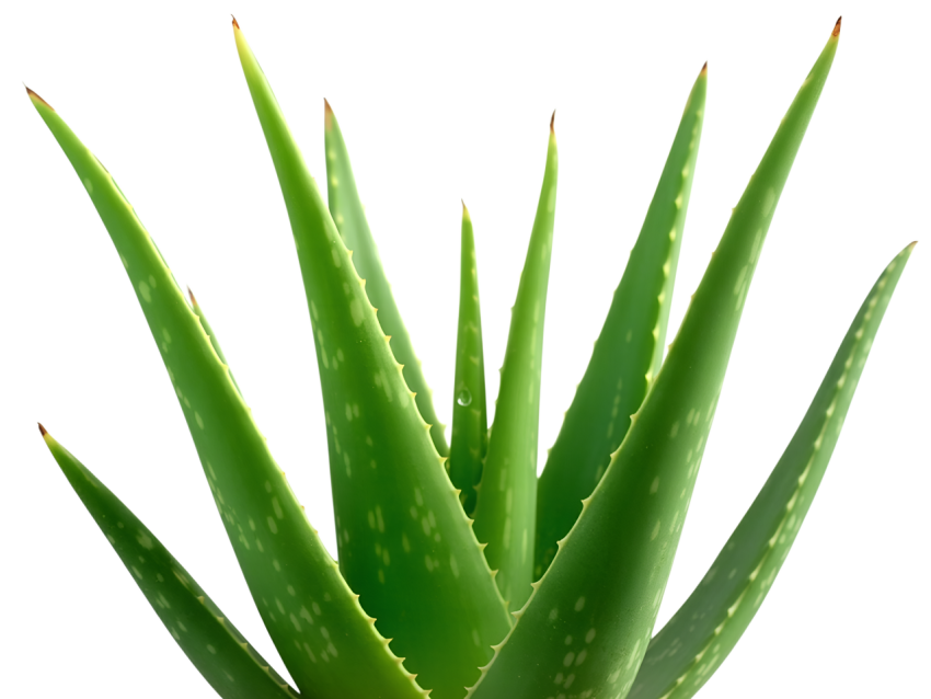 Green Aloe Vera Plant Leaves on Transparent Background