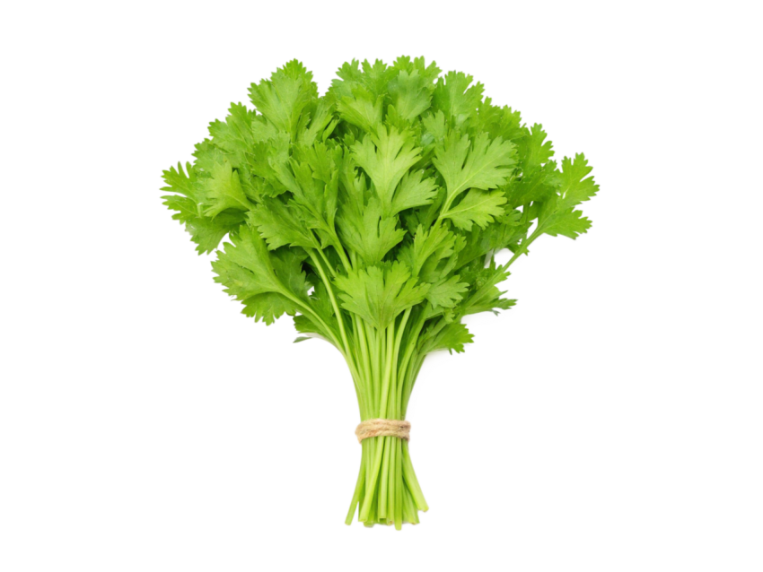 Fresh bunch of coriander leaves tied toget on transparent background
