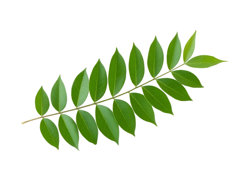 Fresh Green Curry Leaves Isolated on Transparent Background