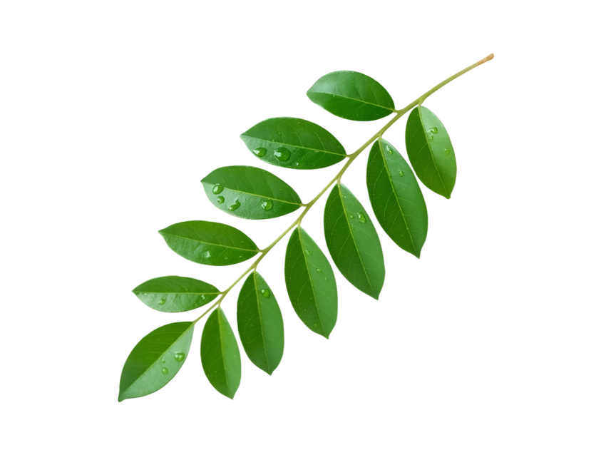 Fresh Green Curry Leaves Isolated on Transparent Background