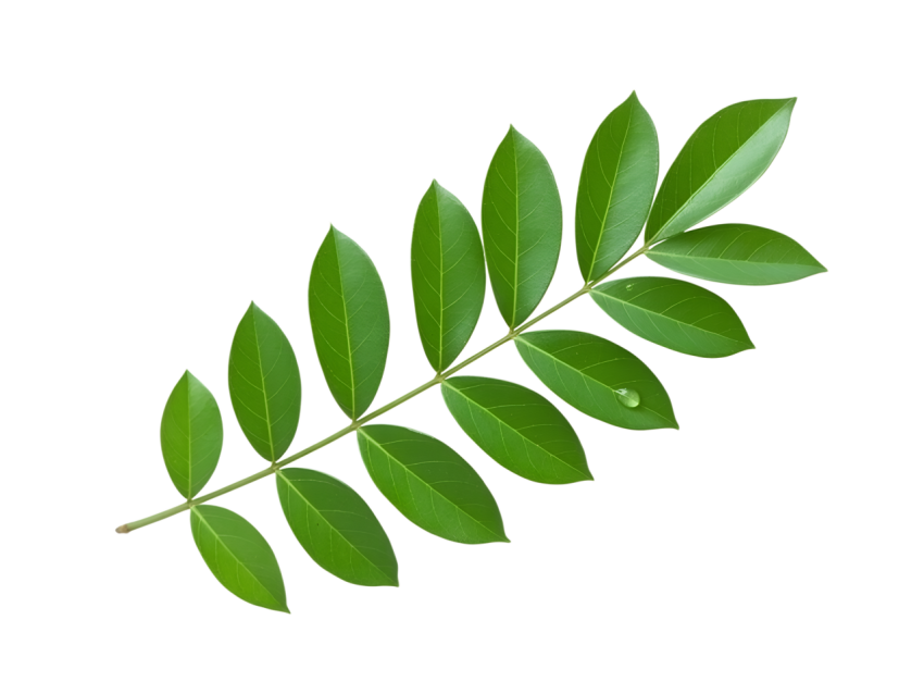 Fresh Green Curry Leaves Isolated on Transparent Background