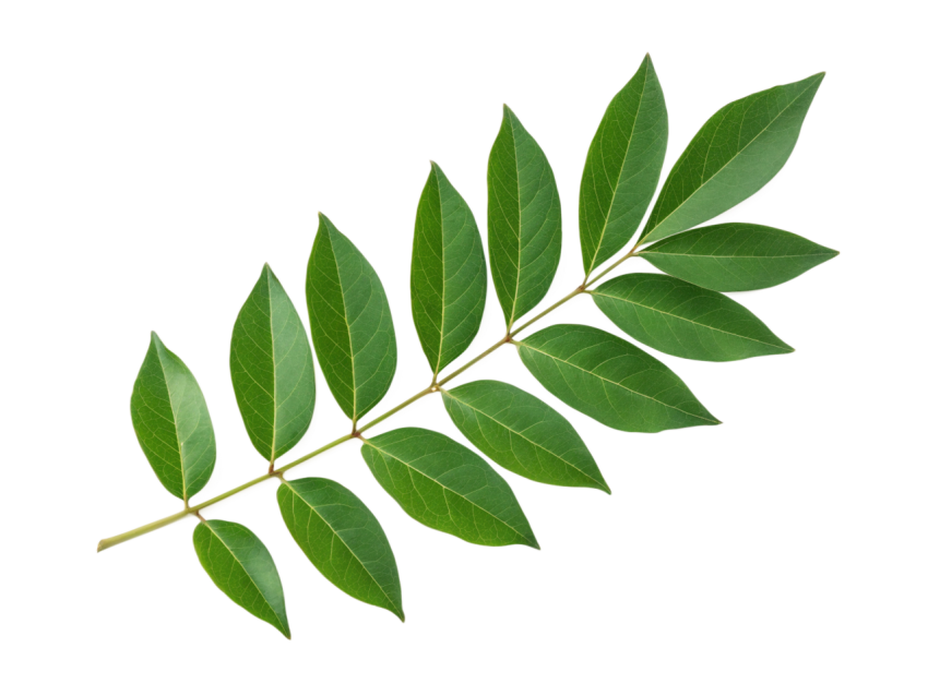 Fresh Green Curry Leaves Isolated on Transparent Background