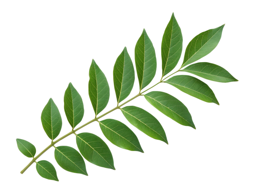 Fresh Green Curry Leaves Isolated on Transparent Background