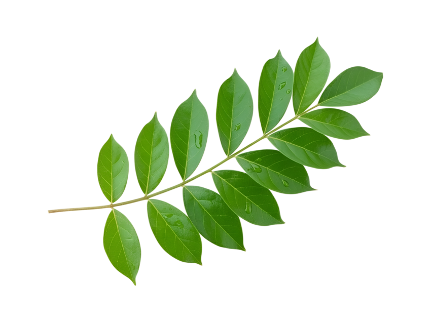 Fresh Green Curry Leaves Isolated on Transparent Background