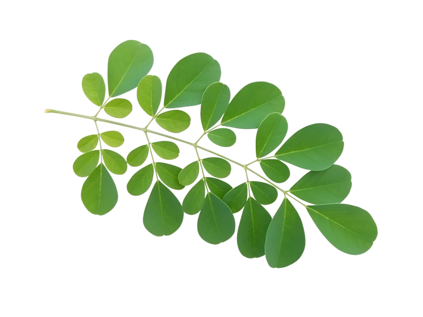 Fresh Green Moringa Leaf Branch on Transparent background