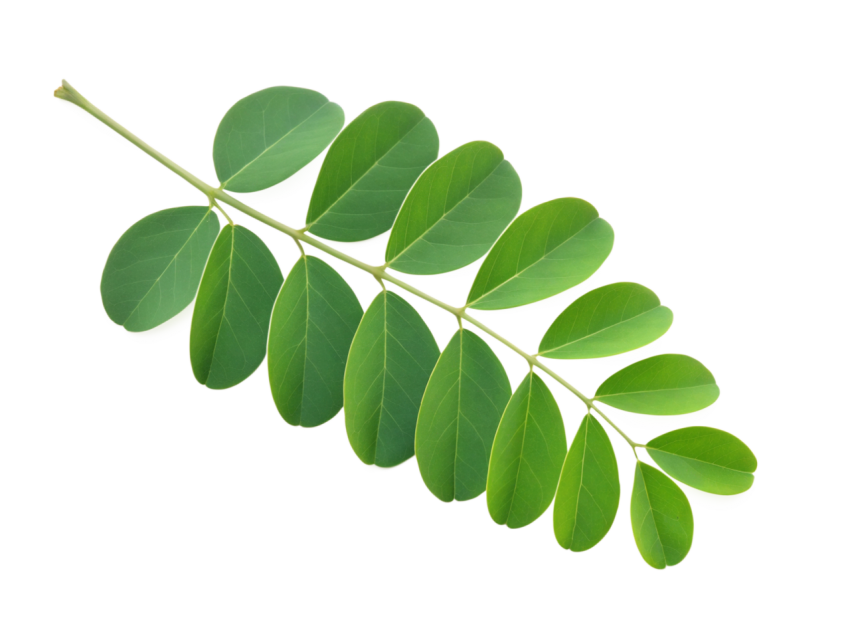 Fresh Green Moringa Leaf Branch on Transparent background