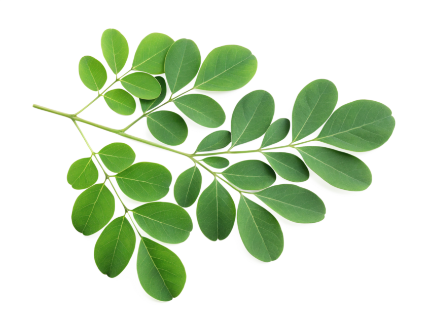 Fresh Green Moringa Leaf Branch on Transparent background