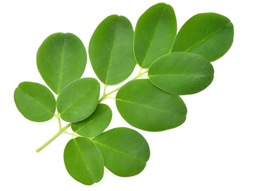 Fresh Green Moringa Leaf Branch on Transparent background