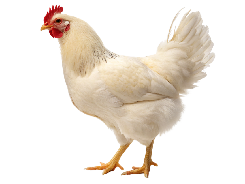 White Chicken on Transparent background