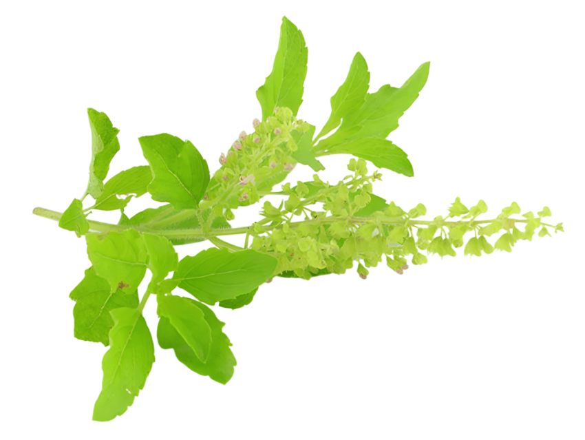 Fresh Green Holy Basil Tulsi Leaves on a Transparent Background