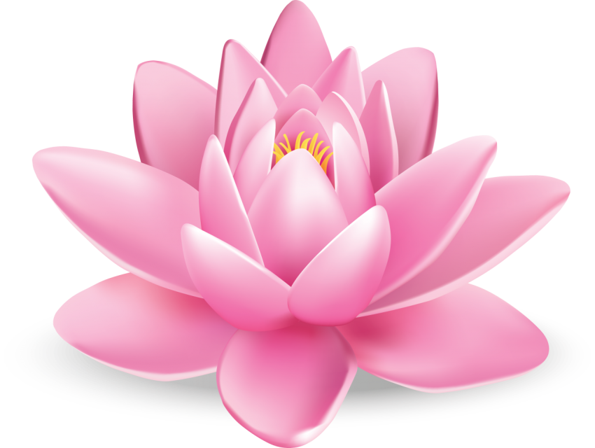 Lotus Flower Png