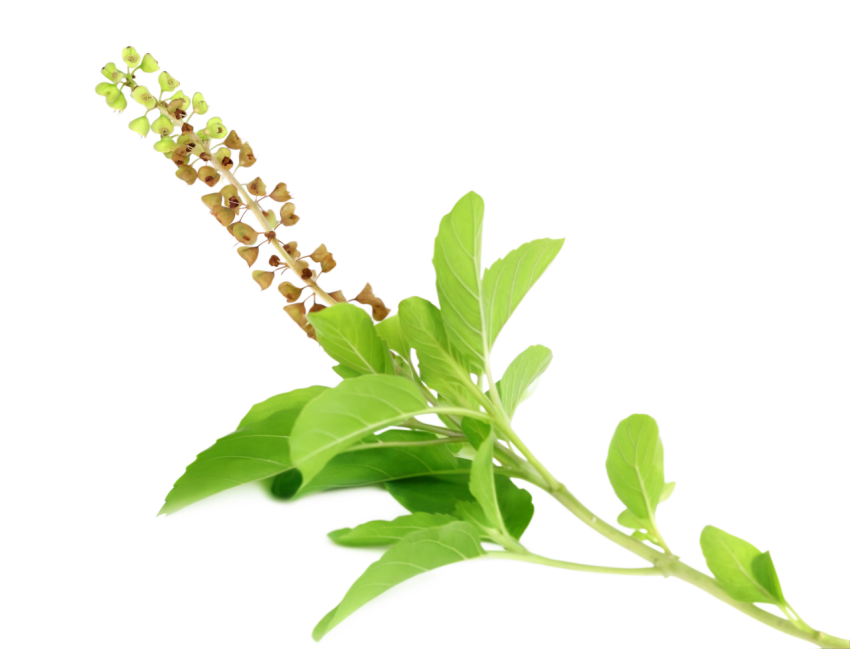 Fresh Green Holy Basil Tulsi Leaves on a Transparent Background
