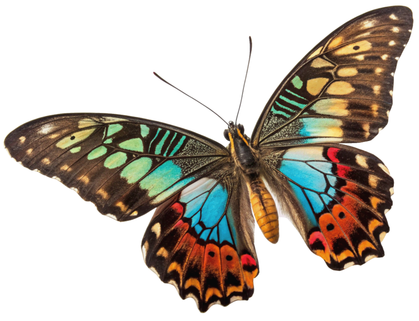 Colorful Patterns Butterfly PNG