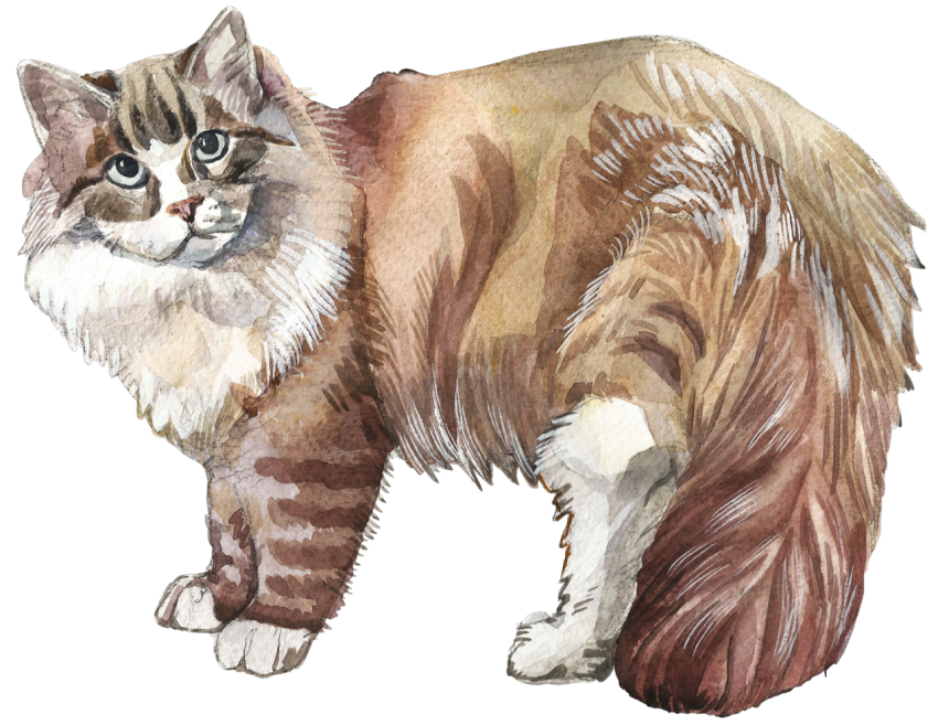 Watercolor Siberian Cat PNG