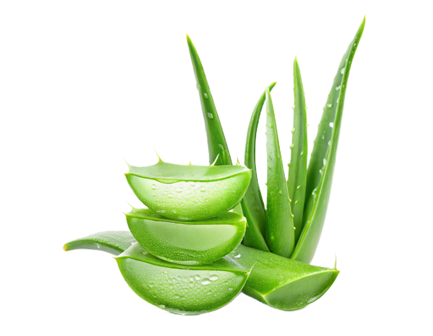 Fresh Aloe Vera Slices on Transparent Background Png