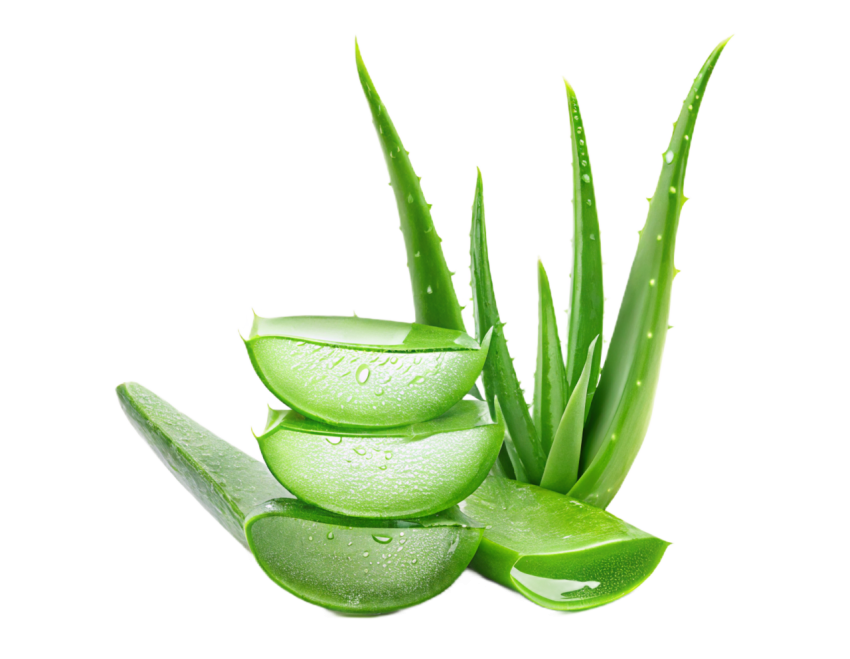 Aloe Vera Sliced on Transparent Background