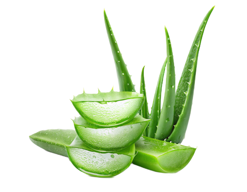 Aloe Vera Sliced on Transparent Background