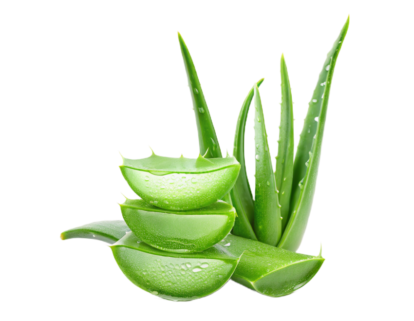 Aloe Vera Sliced on Transparent Background