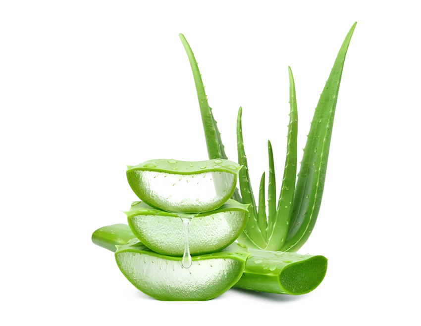 Aloe Vera Sliced on Transparent Background