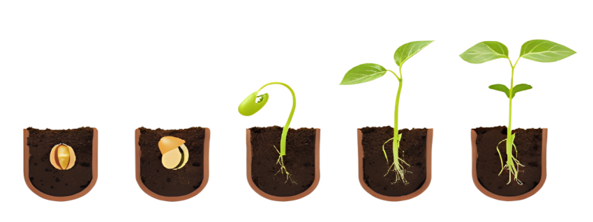 seed germination step in flower pot sprout png