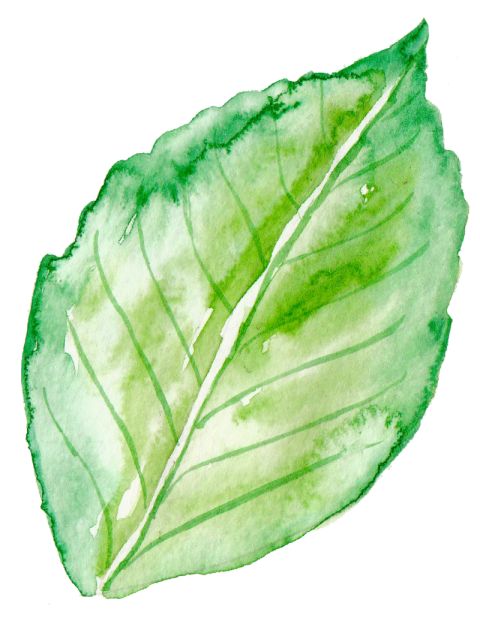Png Watercolor Leaves