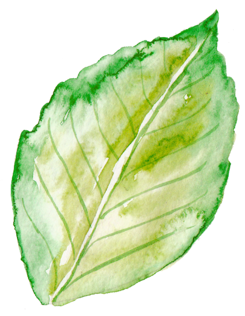 Png Watercolor Leaves