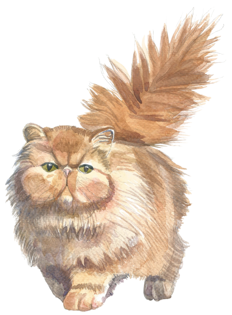 Watercolor Persian Cat PNG