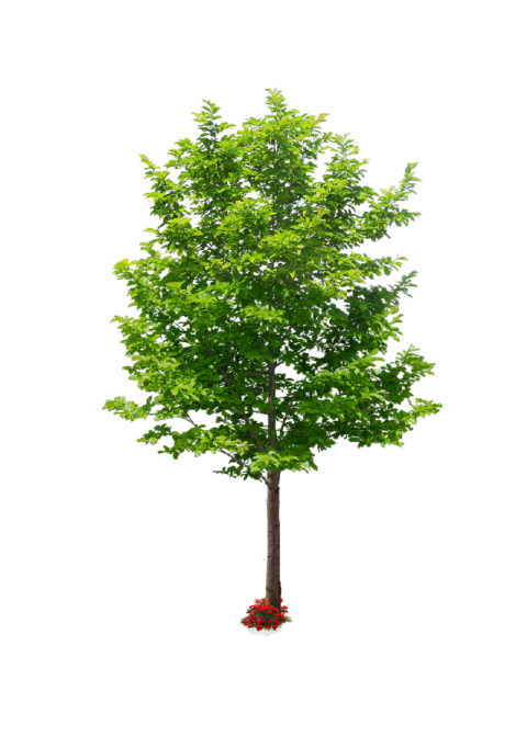 Isolated Tree on Transparent Picture Background