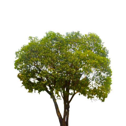 Isolated tree on Transparent Picture Background
