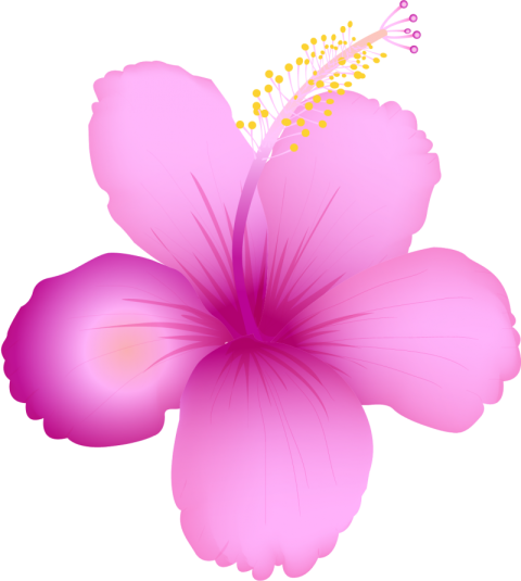 Tropical Summer Flower Png Free Download