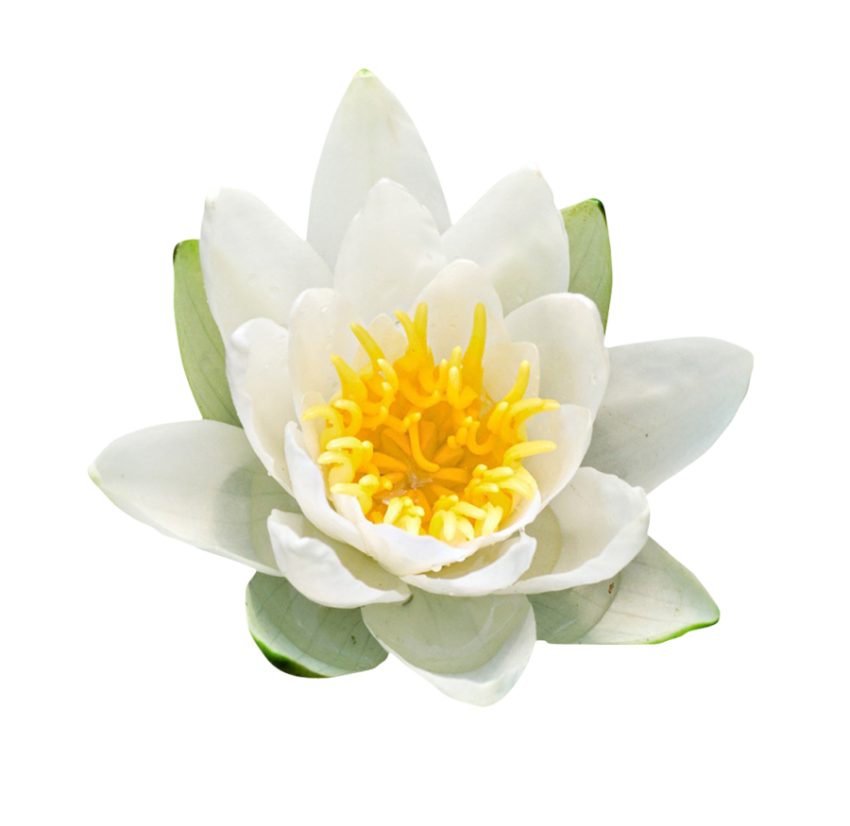 Water Lilli Png Free Download