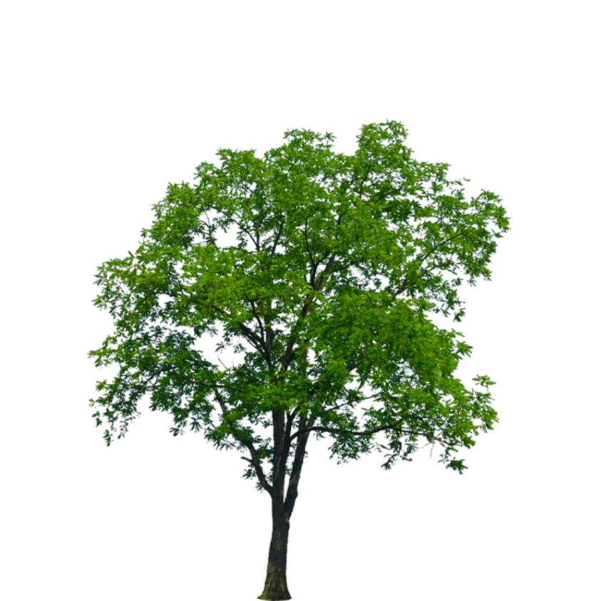 Isolated tree on Transparent Picture Background