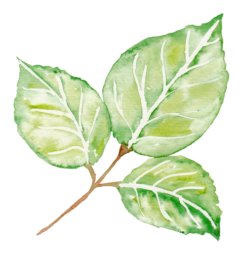 Png Watercolor Leaves