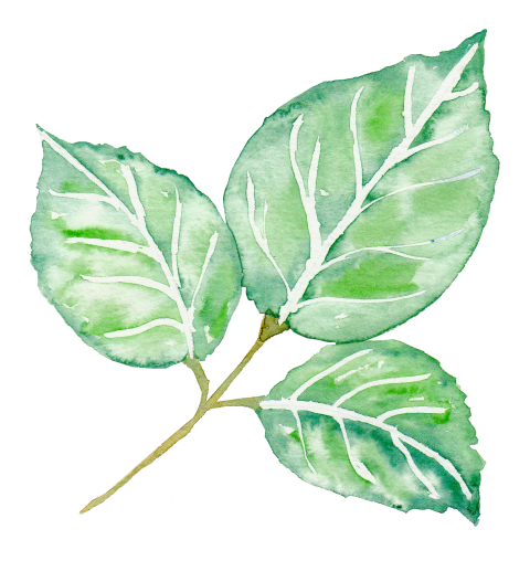 Png Watercolor Leaves