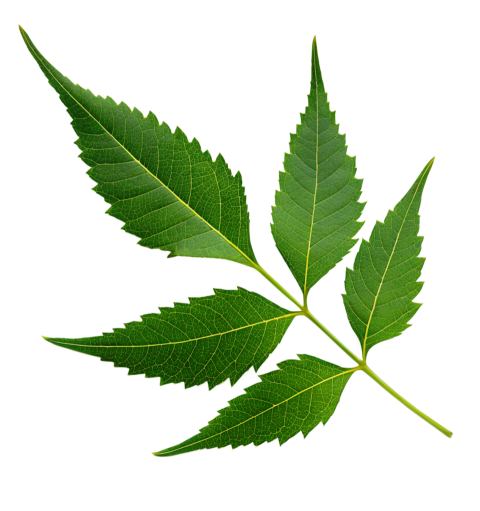 Fresh Neem Tree Leaf on Transparent Background