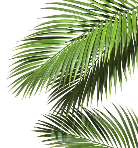 Green Palm Leaf Branch on Transparent Background Png