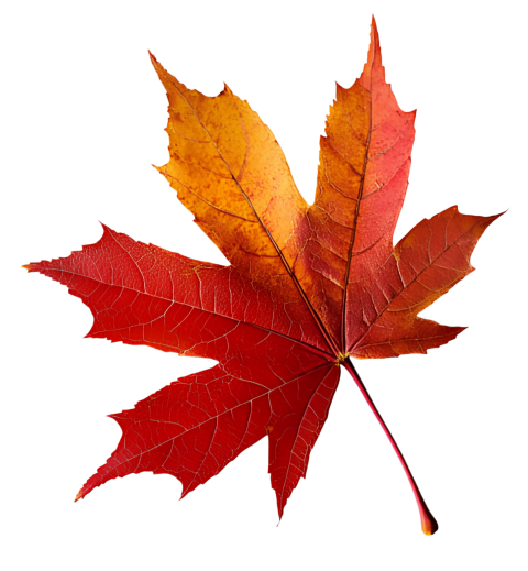 Brown Maple Leaf on Transparent Background Png