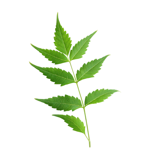 Fresh Neem Tree Leaf on Transparent Background